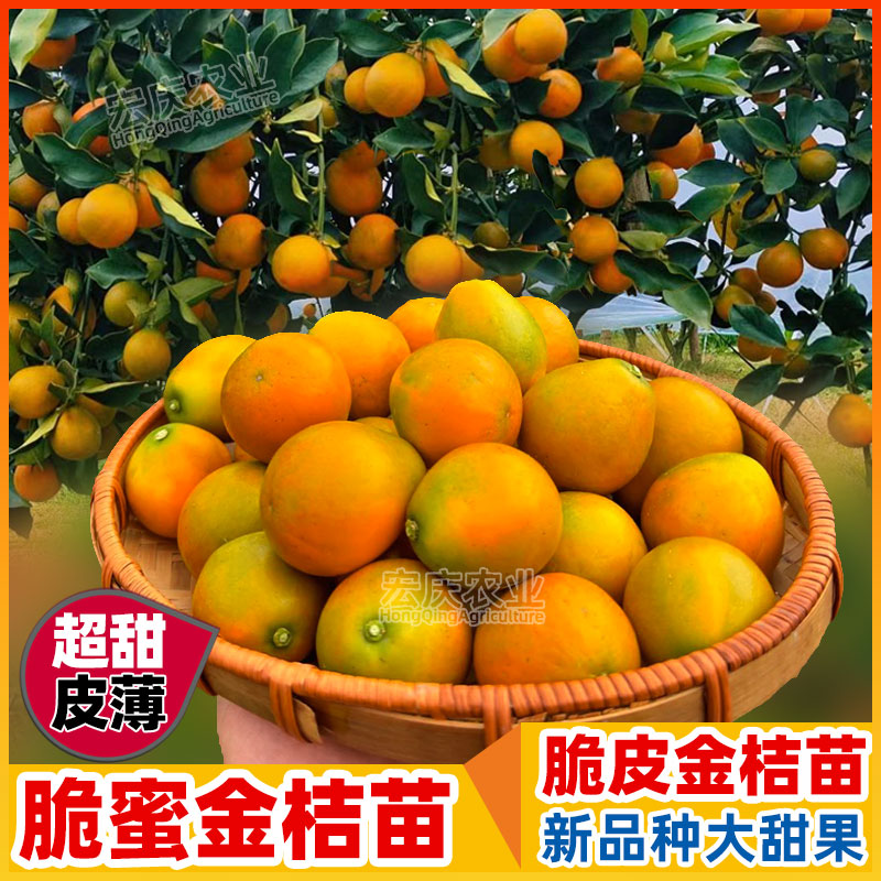 脆蜜金桔苗新品种无籽融安大甜