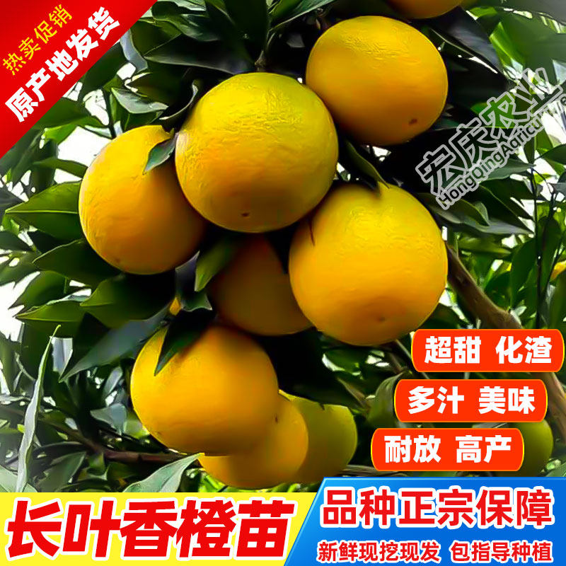 长叶香橙苗橙子嫁接正宗中晚熟甜橙柑橘树苗地栽新品种高产水果苗