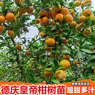 皇帝柑树苗正宗广东德庆贡柑嫁接高产甘甜皮薄原产地果树苗