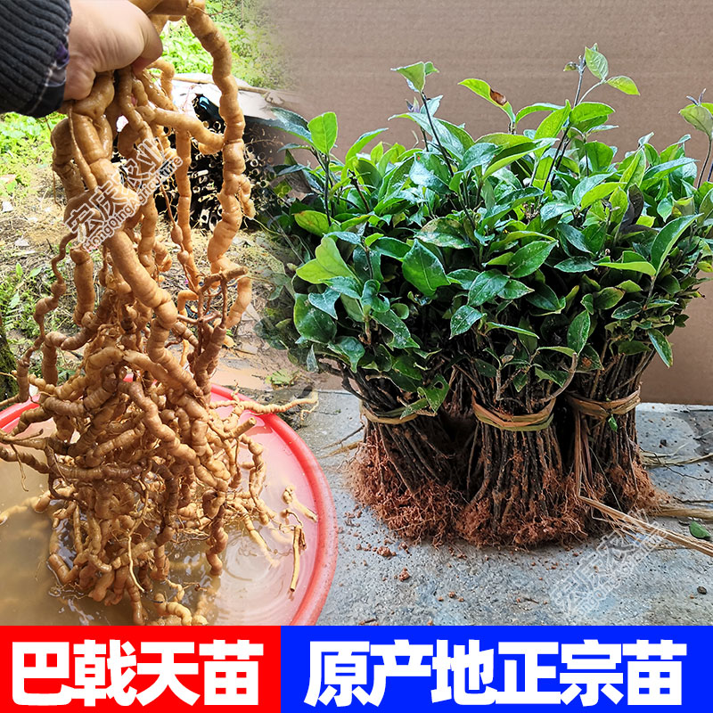巴戟天苗廣東高要樹苗正宗高產(chǎn)廣東肇慶德慶藥材中藥材雞腸風(fēng)包郵