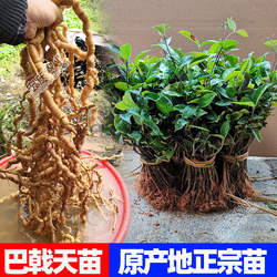 巴戟天苗广东高要树苗正宗高产广东肇庆德庆药材中药材鸡肠风包邮