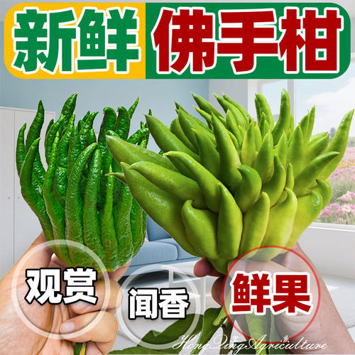 佛手柑鲜果新鲜金香橼果观赏食用闻香带枝清供水培水养办公室摆件