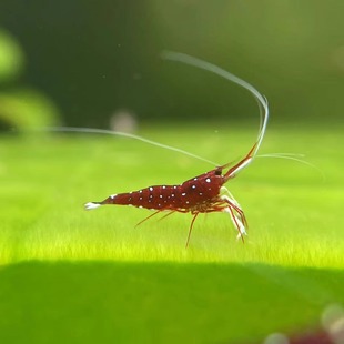 苏虾白袜淡水虾观赏虾人工拉威西虾自来水养殖宠物虾清洁虾 包邮