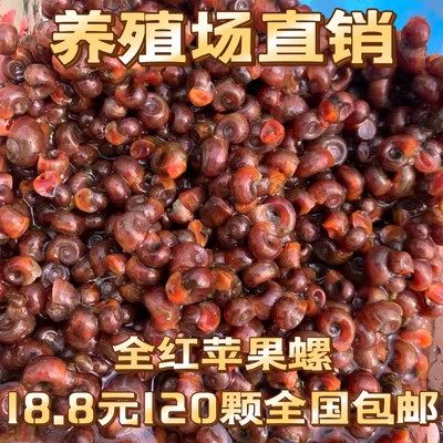 观赏螺苹果螺黄金螺紫纹螺