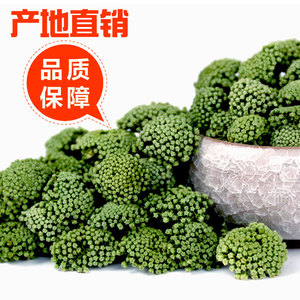 三七花云南文山特级纯正宗四年天然新三七花茶500克正品田七花茶