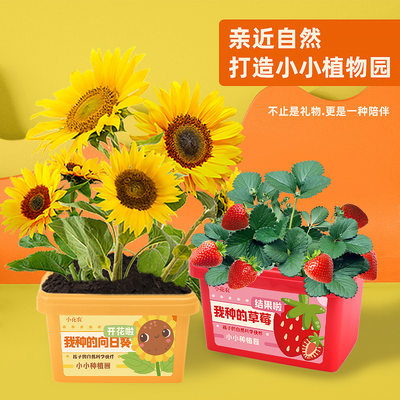 儿童种植小盆栽迷你盆栽草莓幼儿园植物生长观察盒小花农向日葵