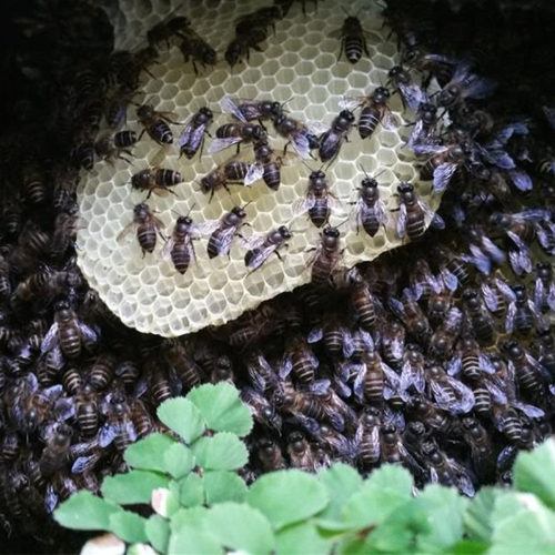 蜂蜜云南野生野坝子土蜂蜜