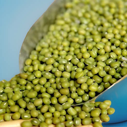 五谷杂粮小绿豆发豆芽