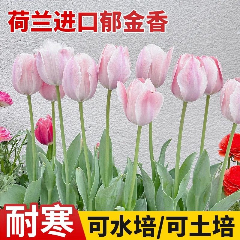 进口郁金香种球种子五度球水培土培盆栽地栽大球带芽冬季耐寒