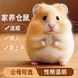 小仓鼠活体家养温顺三线紫仓银狐布丁金丝熊米虎纹宠物健康包活
