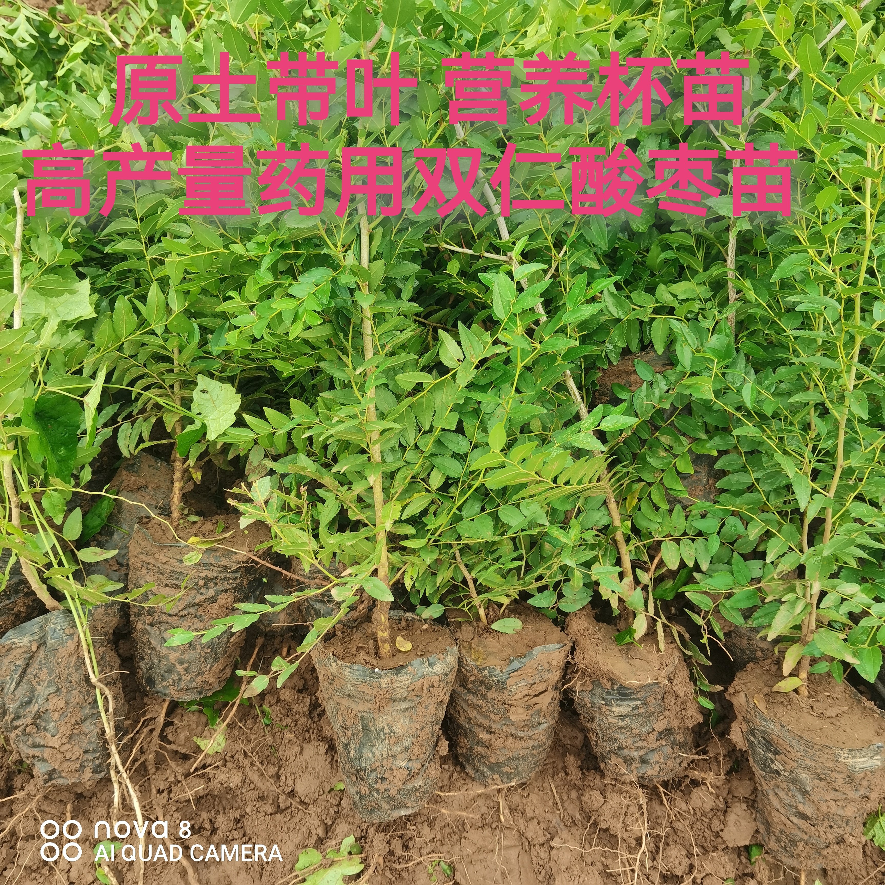 正宗双仁酸枣苗晋酸三号高产量药用包回收酸枣