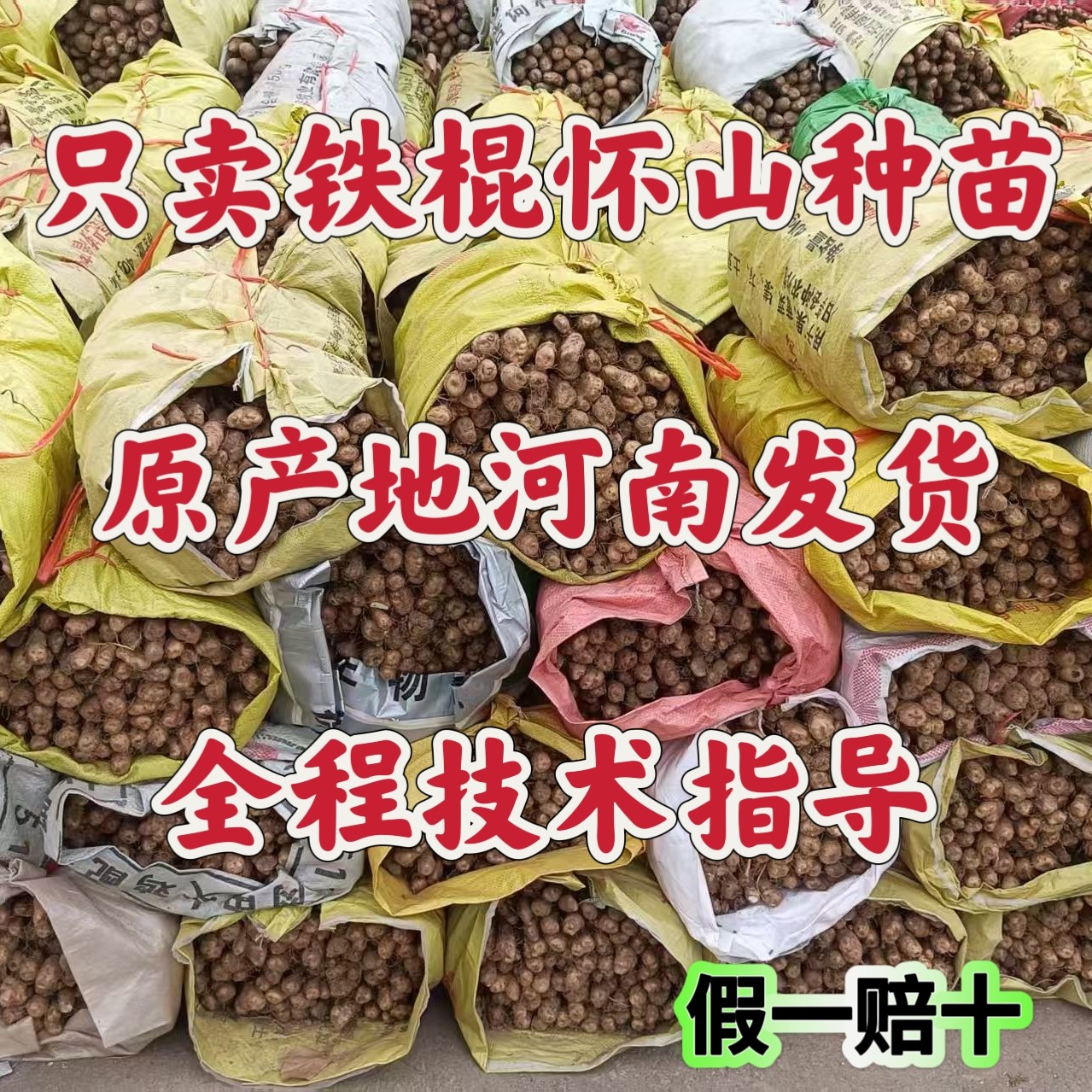 铁棍怀山药种苗种子 原产地河南发货 山药嘴怀淮山药秧苗一代原苗