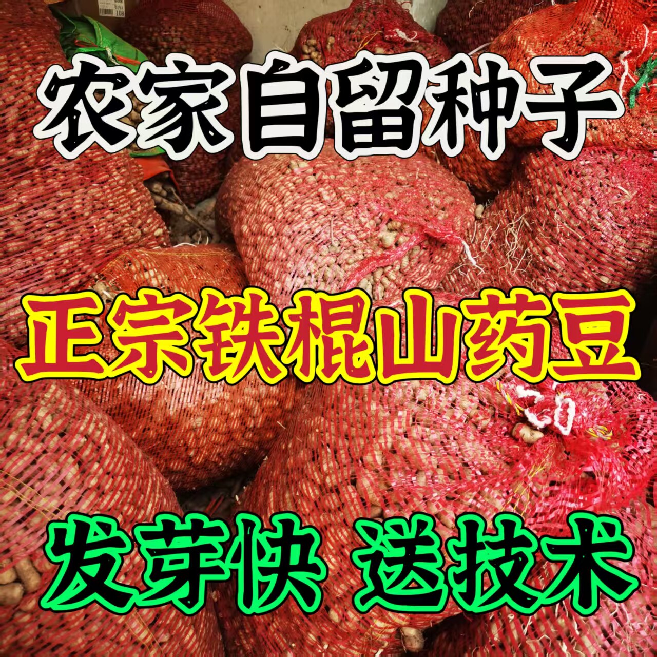 农家自留铁棍山药豆种子种苗怀山药蛋淮山药发芽的山药豆育苗盆栽