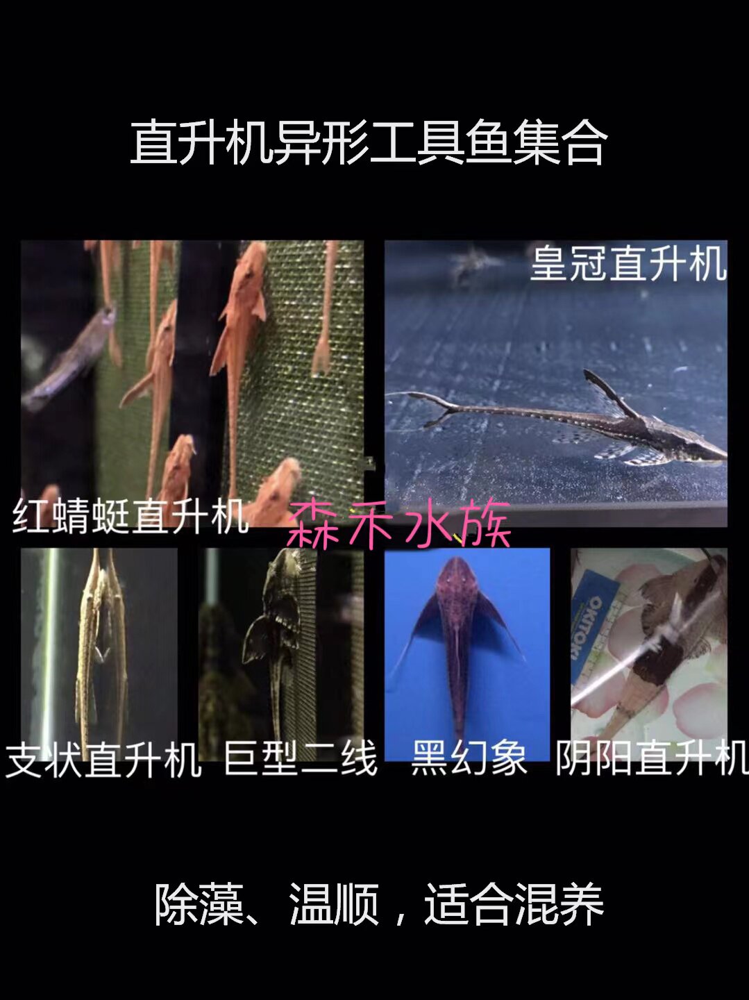 红蜻蜓皇冠枝状黑魔神阿帕奇阴阳绿色巴洛克直升机鱼异形鱼工具鱼