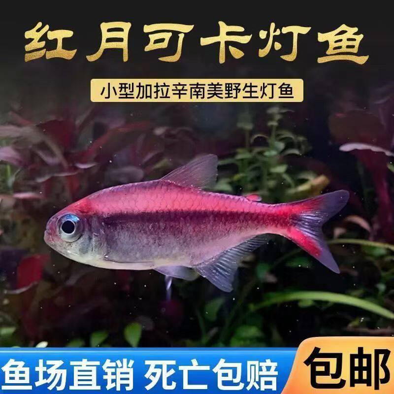 红月可卡灯鱼南美小型进口高端观赏鱼淡水稀有活体草缸游鱼