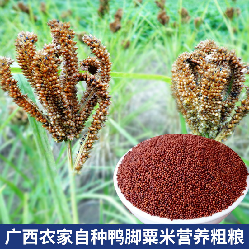 广西特产鸭脚粟米粒拳头粟矮脚粟䅟子掺米铲子米红稗米杂粮红粟米