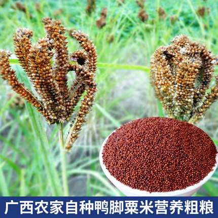 广西特产鸭脚粟米粒拳头粟矮脚粟䅟子掺米铲子米红稗米杂粮红粟米