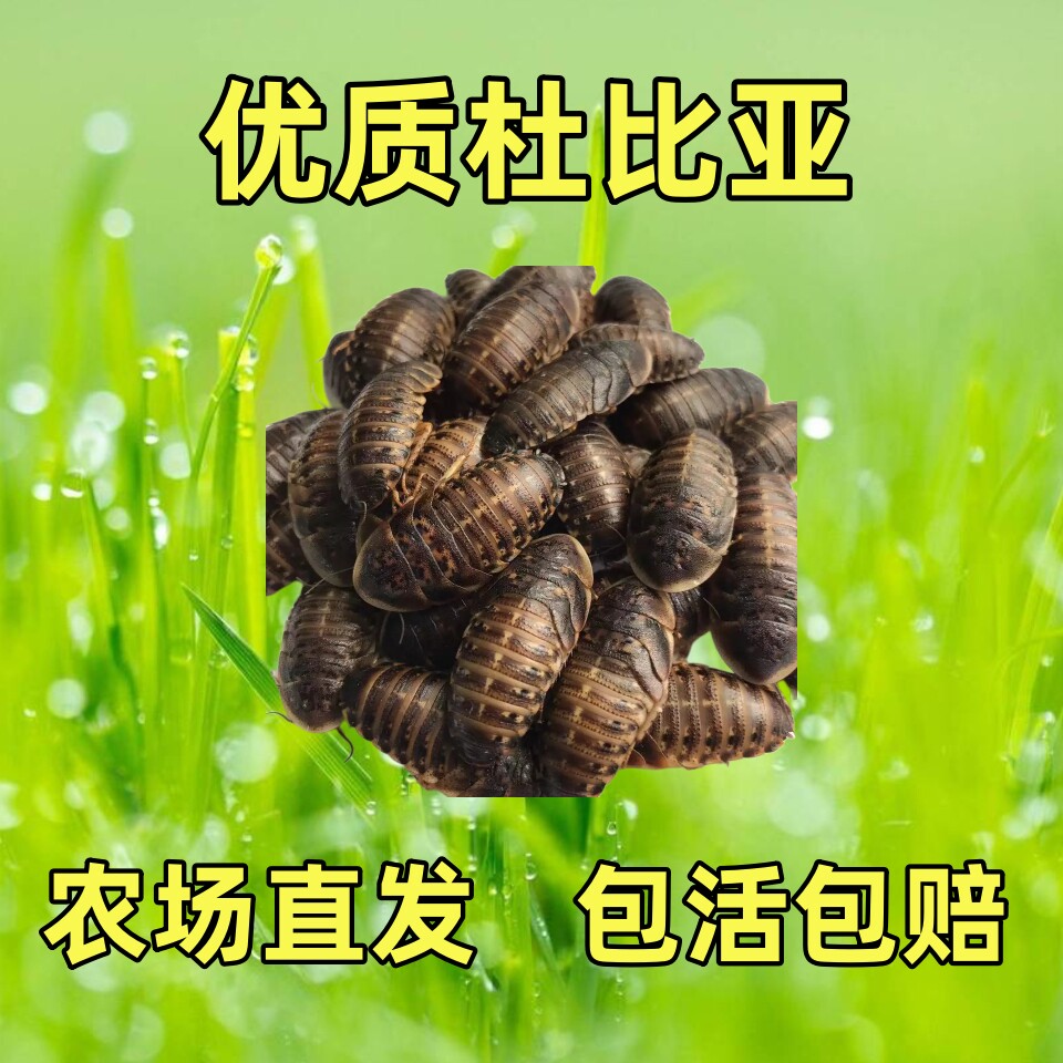 杜比亚蟑螂斤装活虫蜥蜴守宫鸟类角蛙蜘蛛蜈蚣蜜袋鼯活体饲料广东