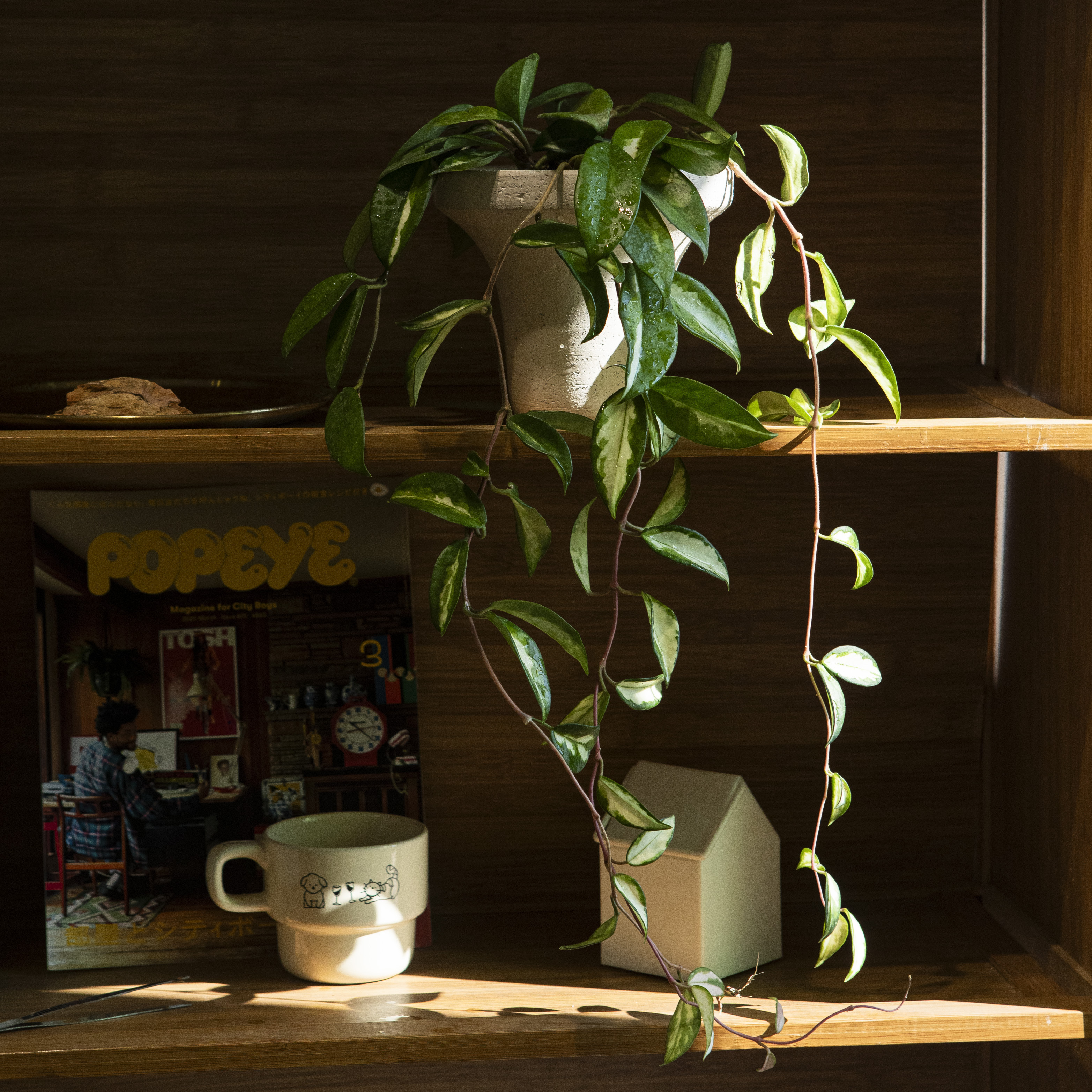 花花绿绿的叶片植物来啦