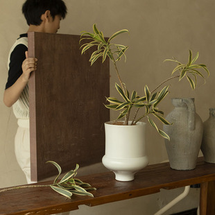 诗与自然金边百合竹精致型绿植盆栽小众简约风植物苔藓球水培盆景