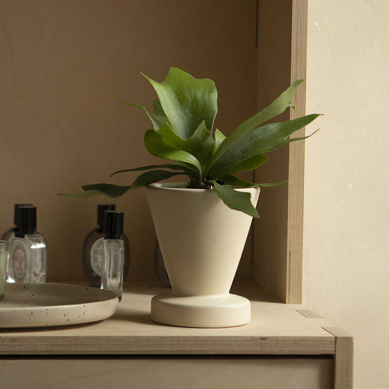 二岐鹿角蕨室内桌面室外美观可爱