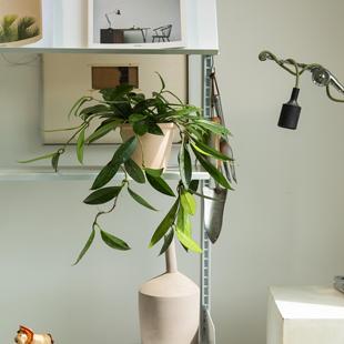 诗与自然 黑巴顿球兰香味花朵绿植盆栽藤蔓垂吊爬藤小众盆景花卉