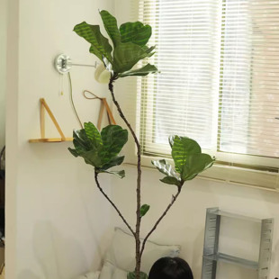 诗与自然 绿植盆栽大型落地大植物 飘枝老桩琴叶榕北欧ins风格