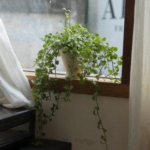 诗与自然 绿植盆景样板间盆栽 钱串藤爬藤垂吊类植物ins风小众个性