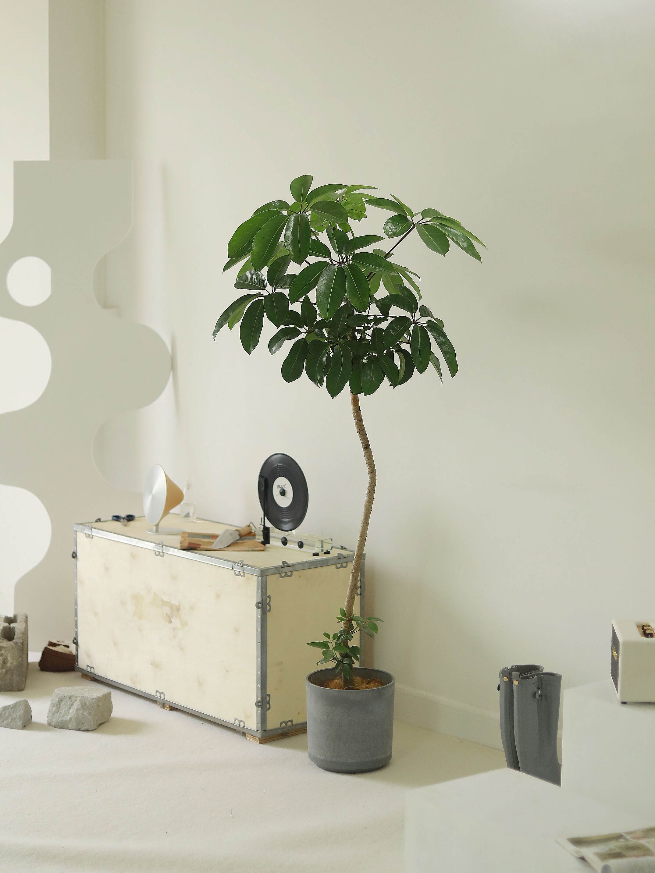 阿尔卑斯大叶伞氛围感植物室内净化空气吸甲醛大绿植落地大盆景