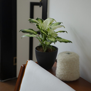 绿植盆栽样板间餐厅办公桌植物ins风格 诗与自然 月光恋人小众个性