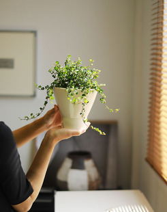 金心霹雳爬藤小众植物室内办公桌面盆景四季常绿盆栽观叶观茎绿植