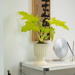 诗与自然 黄金春羽瓦萨蔓绿绒小众绿植盆栽办公桌面植物ins风盆栽