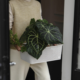诗与自然 克莱恩花烛ins热植盆栽哥伦比亚心形叶片进口植物观叶