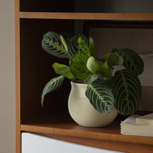 诗与自然 绿植盆栽垂吊类办公桌餐厅植物 白脉叶蝉竹芋小众个性