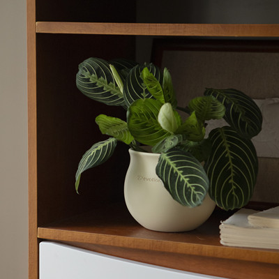 脉络纹理像是蝉翼一样的植物~