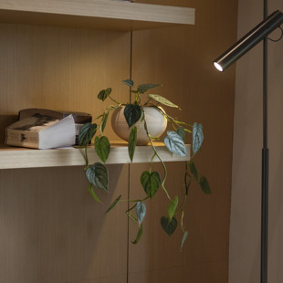 诗与自然 样板间餐厅植物 白兰地蔓绿绒藤蔓绿植盆景小众ins风格