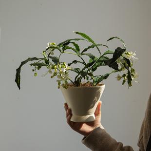 诗与自然 泰国垂丝茉莉开花植物盆栽花卉办公桌面绿植盆景小众