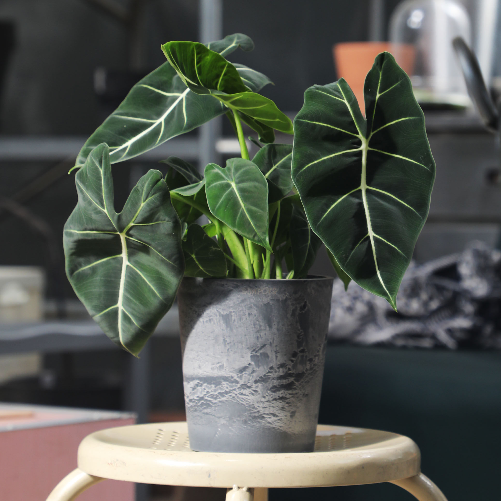 诗与自然绿鹅海芋网红植物北欧ins风绿植客厅卧室盆栽热植雨林