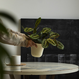 诗与自然 叶蝉竹芋植物ins风绿植盆栽小众可爱盆景四季常绿