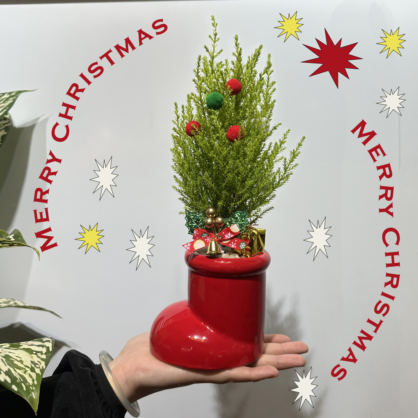 好看的圣诞树景观植物来啦