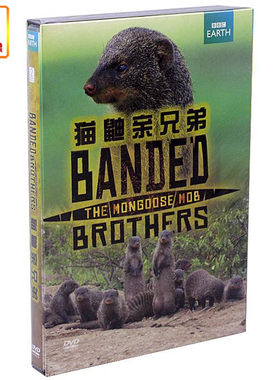 百科音像  BBC科学探索纪录片  《猫鼬亲兄弟》(2DVD9)