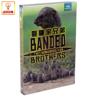 2DVD9 猫鼬亲兄弟 BBC科学探索纪录片 百科音像