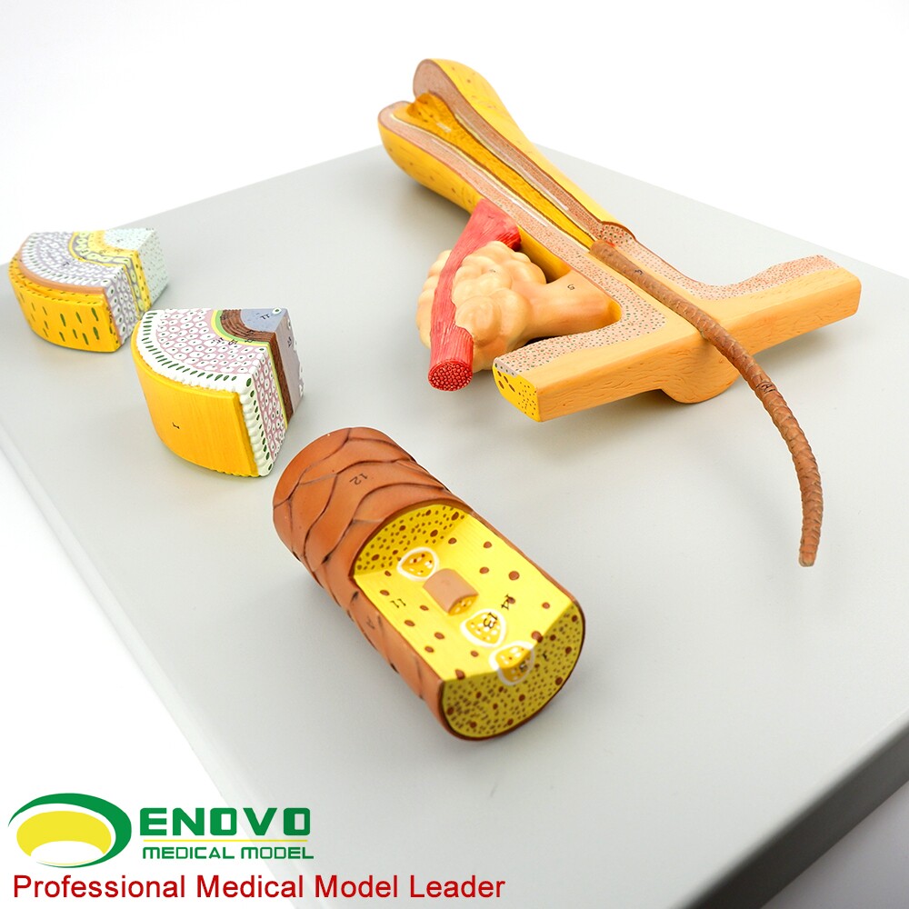 enovo颐诺人体毛发头发毛囊解剖结构模型 化妆美容美发教学 洗发