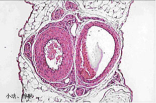 ENOVO颐诺高教科研生物切片组胚切片小动静脉