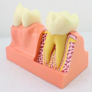 口腔科教学牙体解剖形态模型 ENOVO颐诺牙体分解模型牙齿解剖模型