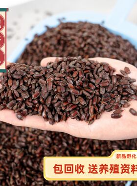 新鲜土元卵地鳖虫卵交技术包回收