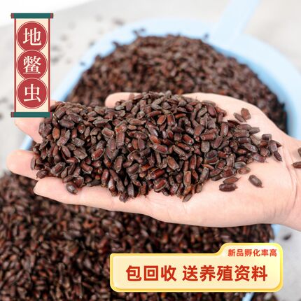 土元卵优质新鲜土元卵块纯度好 送电子版养殖技术500g包邮