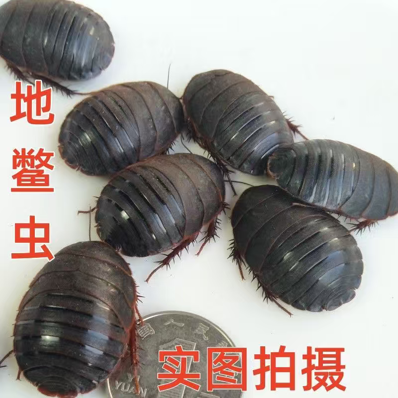 大母虫活体土元地鳖虫种虫产卵母土鳖接骨虫用礼品500g包邮