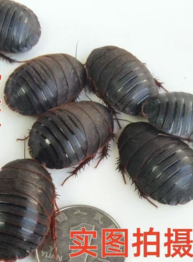 大母虫活体土元地鳖虫种虫产卵母土鳖接骨虫用礼品500g包邮