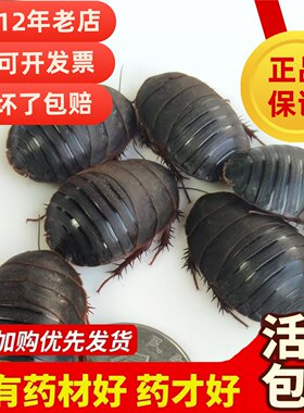 大母虫活体土元地鳖虫种虫产卵母土鳖接骨虫用礼品500g包邮